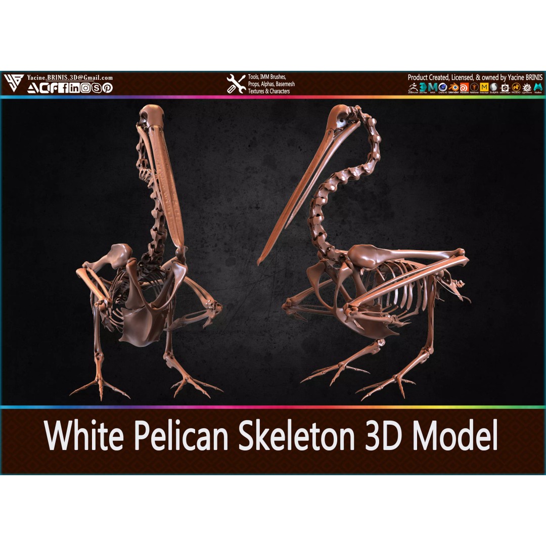 White Pelican Skeleton 3D Model – Low Poly Game Asset, FBX, OBJ - View 2