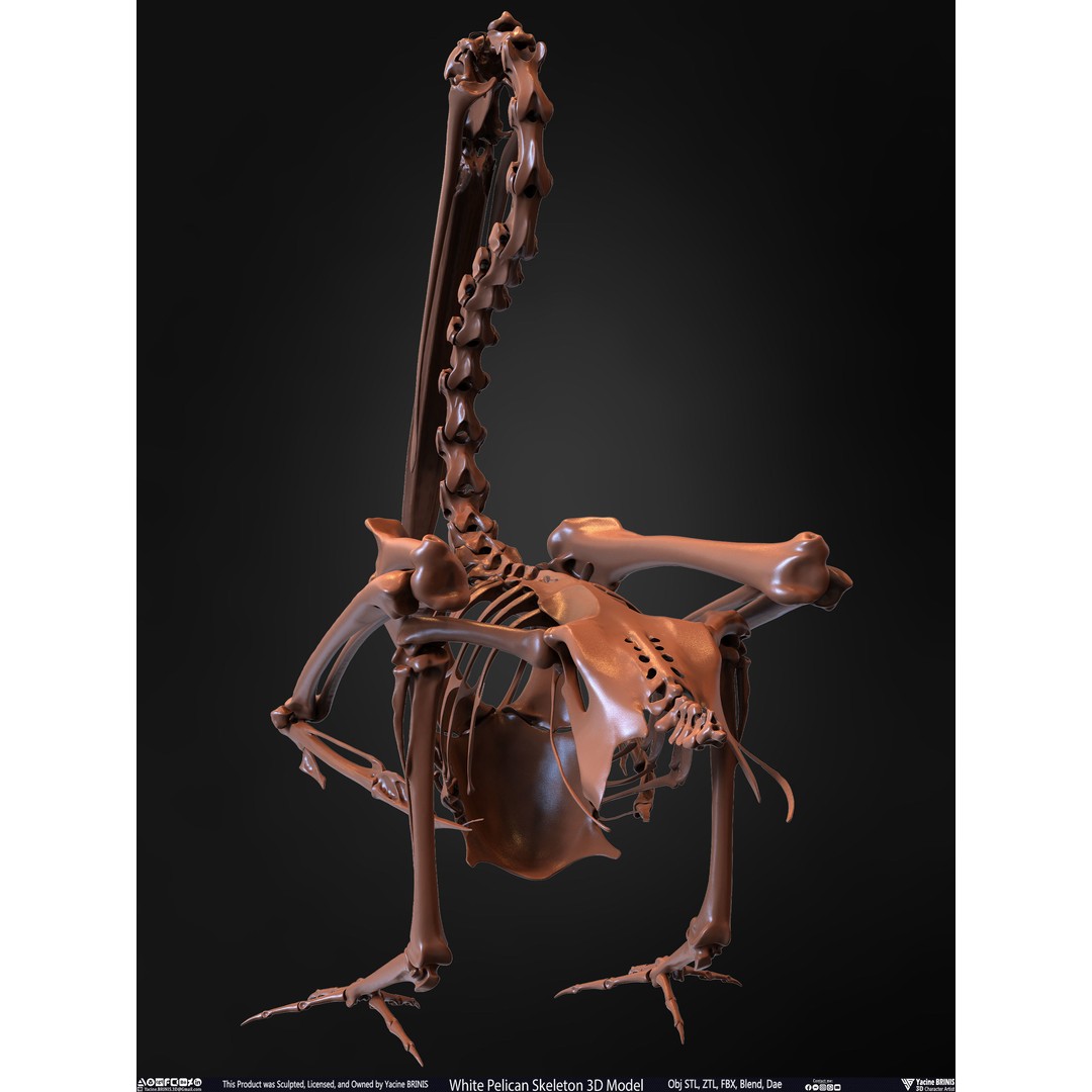 White Pelican Skeleton 3D Model – Low Poly Game Asset, FBX, OBJ - View 20