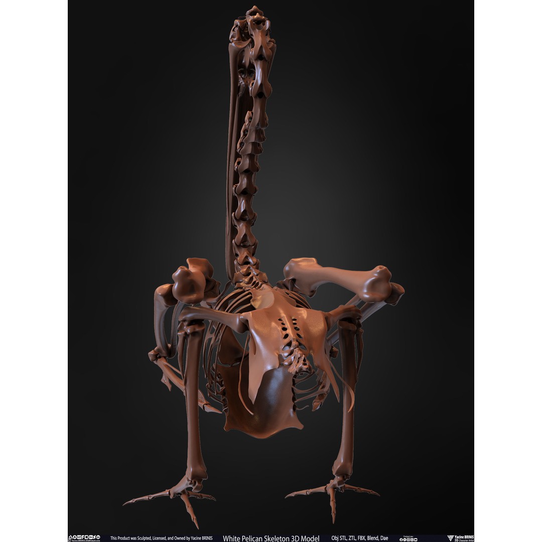 White Pelican Skeleton 3D Model – Low Poly Game Asset, FBX, OBJ - View 21