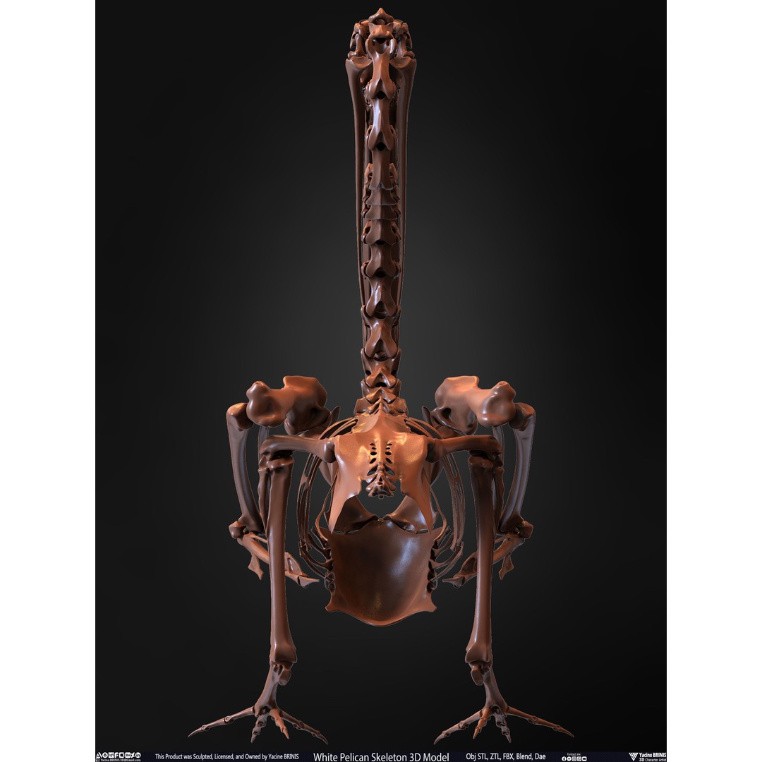 White Pelican Skeleton 3D Model – Low Poly Game Asset, FBX, OBJ - View 22