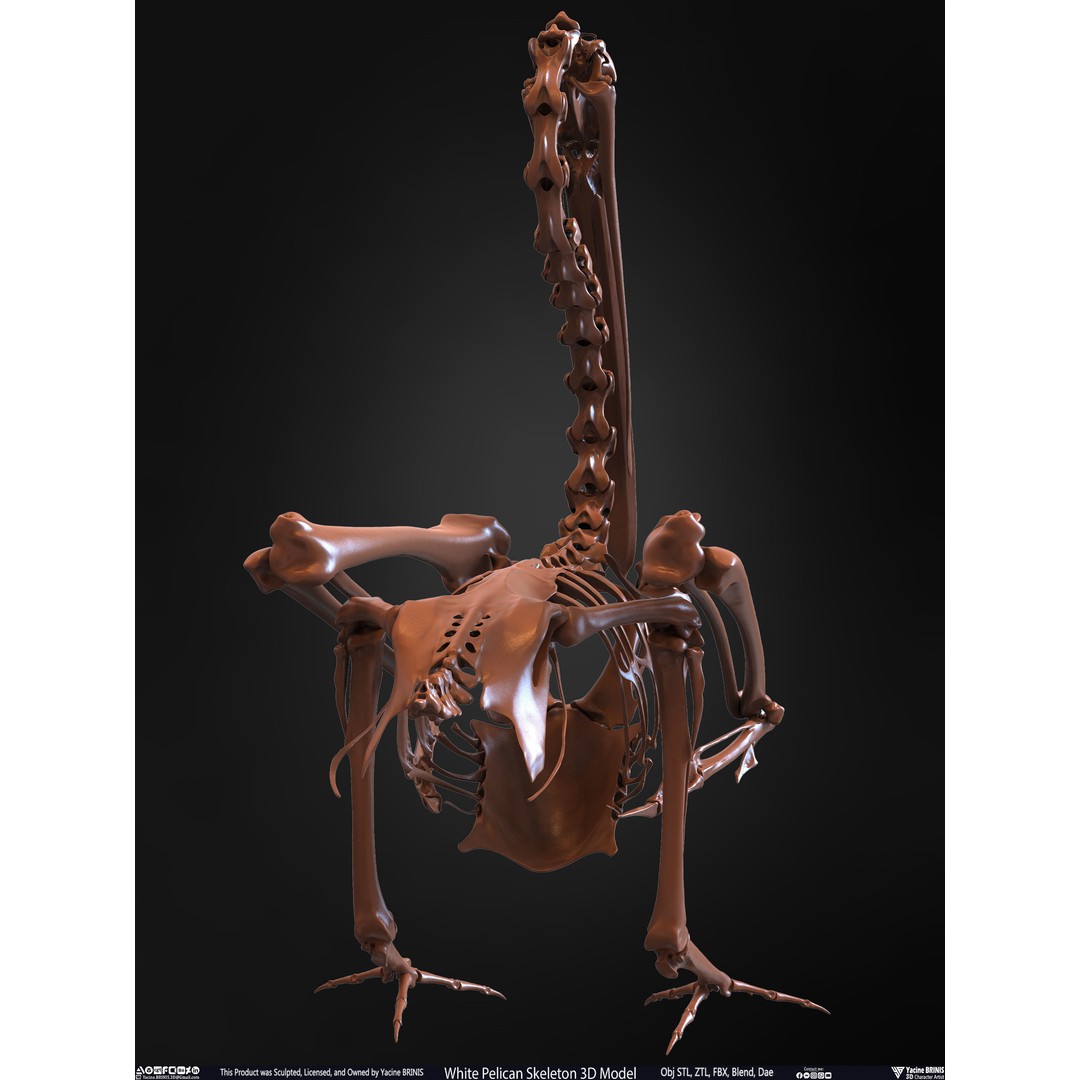 White Pelican Skeleton 3D Model – Low Poly Game Asset, FBX, OBJ - View 23