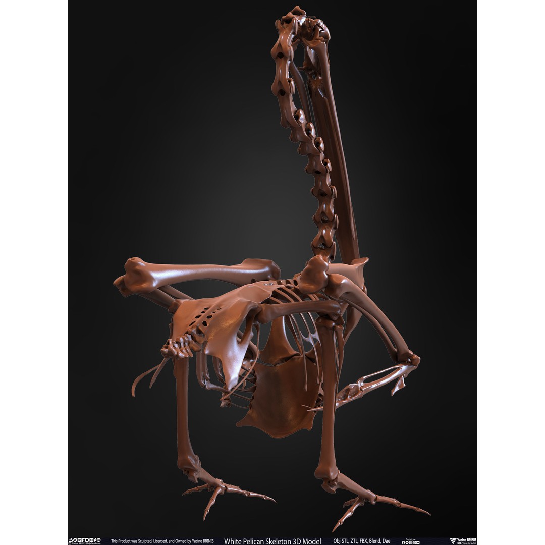 White Pelican Skeleton 3D Model – Low Poly Game Asset, FBX, OBJ - View 24