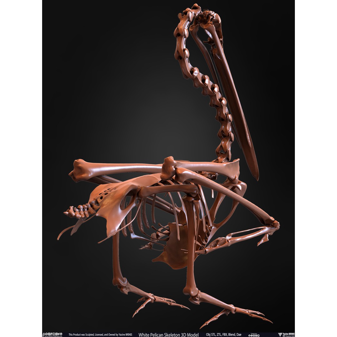 White Pelican Skeleton 3D Model – Low Poly Game Asset, FBX, OBJ - View 25