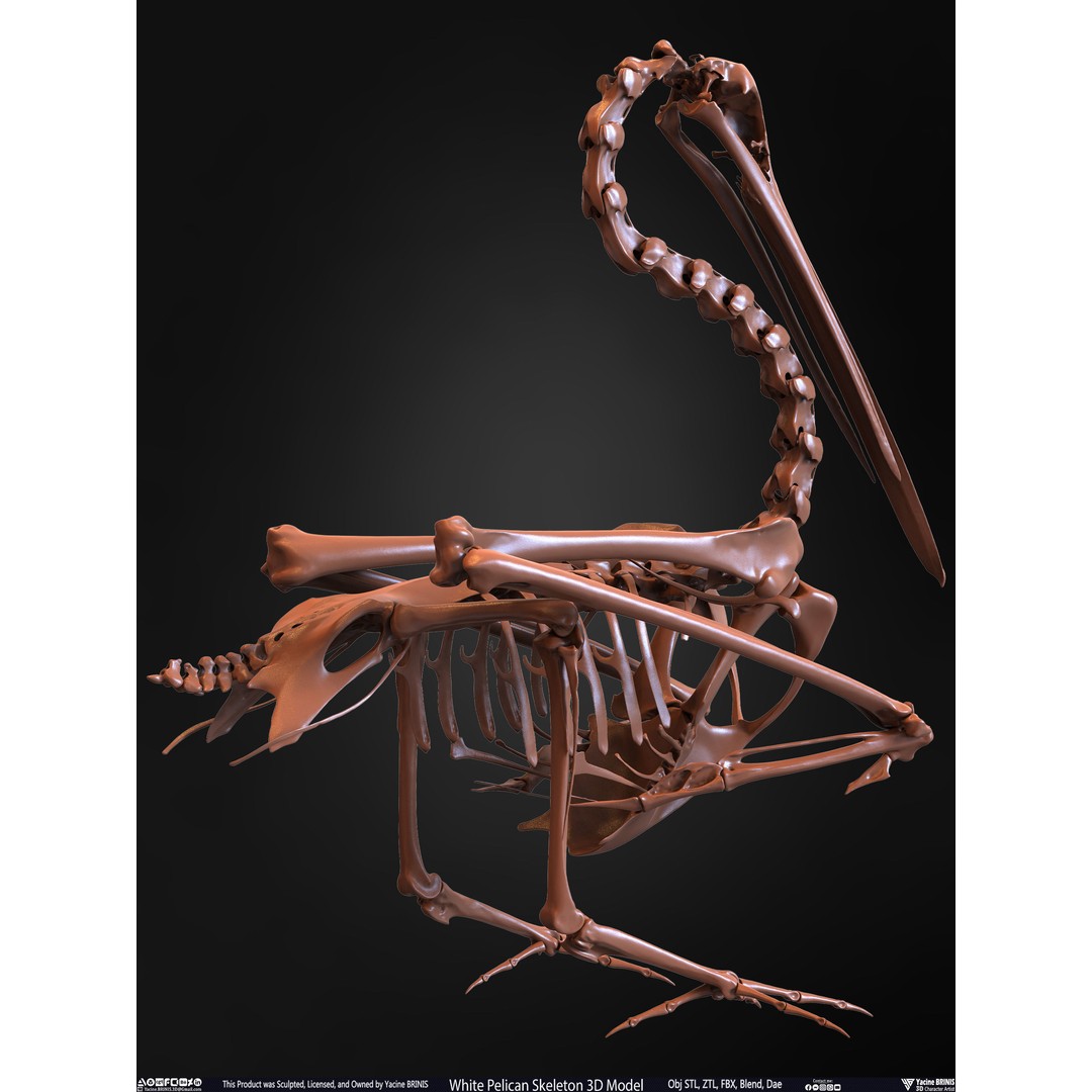 White Pelican Skeleton 3D Model – Low Poly Game Asset, FBX, OBJ - View 26