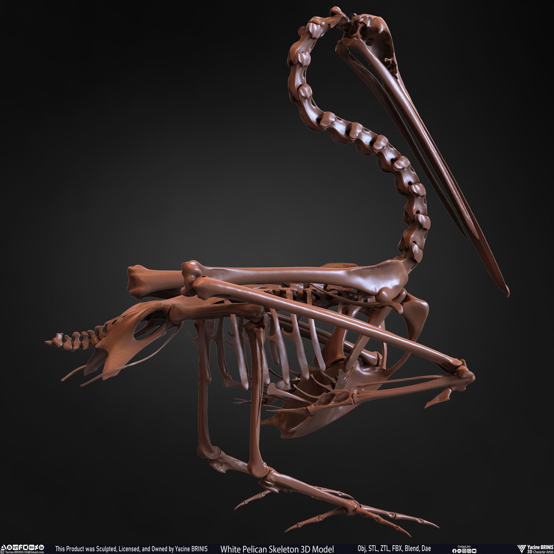 White Pelican Skeleton 3D Model – Low Poly Game Asset, FBX, OBJ - View 27