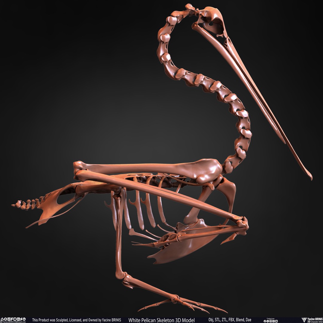 White Pelican Skeleton 3D Model – Low Poly Game Asset, FBX, OBJ - View 28