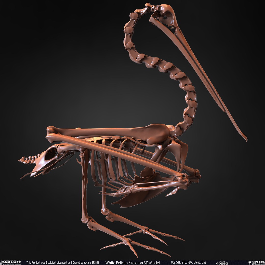 White Pelican Skeleton 3D Model – Low Poly Game Asset, FBX, OBJ - View 29