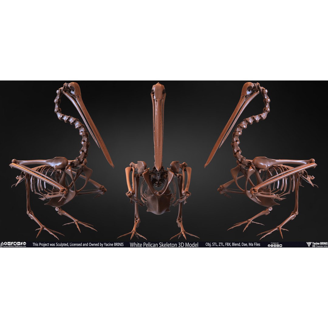 White Pelican Skeleton 3D Model – Low Poly Game Asset, FBX, OBJ - View 3