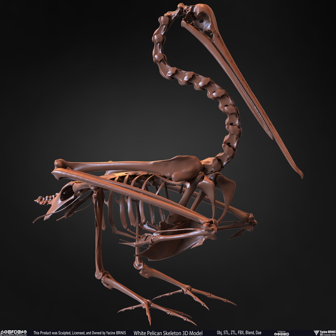 White Pelican Skeleton 3D Model – Low Poly Game Asset, FBX, OBJ - View 30