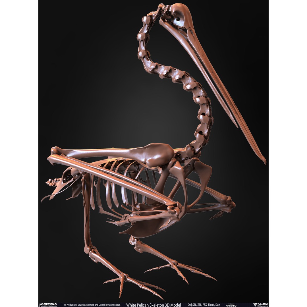 White Pelican Skeleton 3D Model – Low Poly Game Asset, FBX, OBJ - View 31