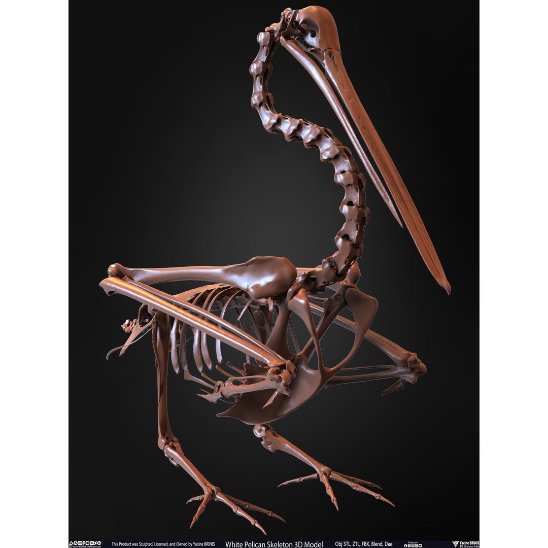 White Pelican Skeleton 3D Model – Low Poly Game Asset, FBX, OBJ - View 32