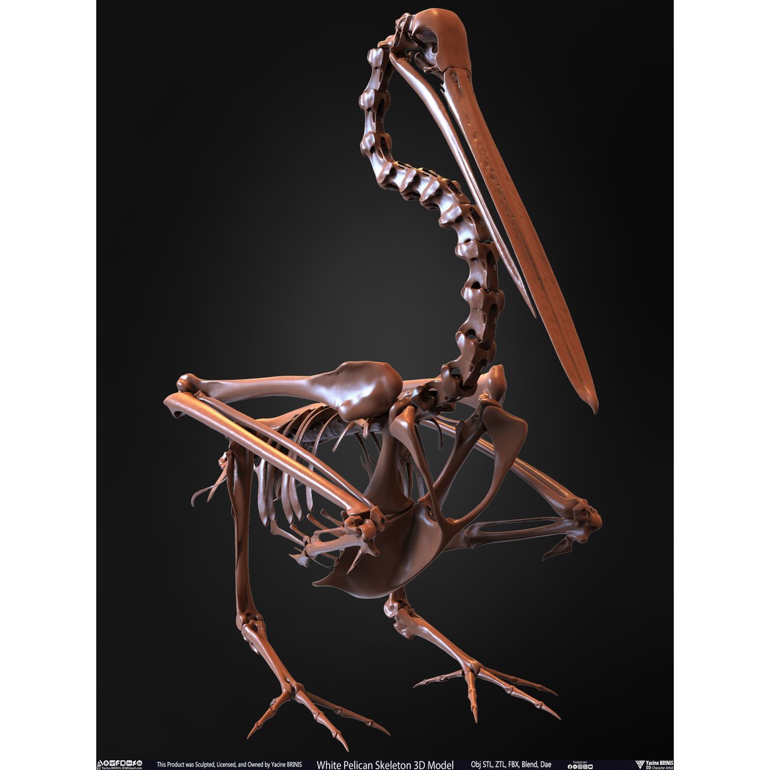 White Pelican Skeleton 3D Model – Low Poly Game Asset, FBX, OBJ - View 33