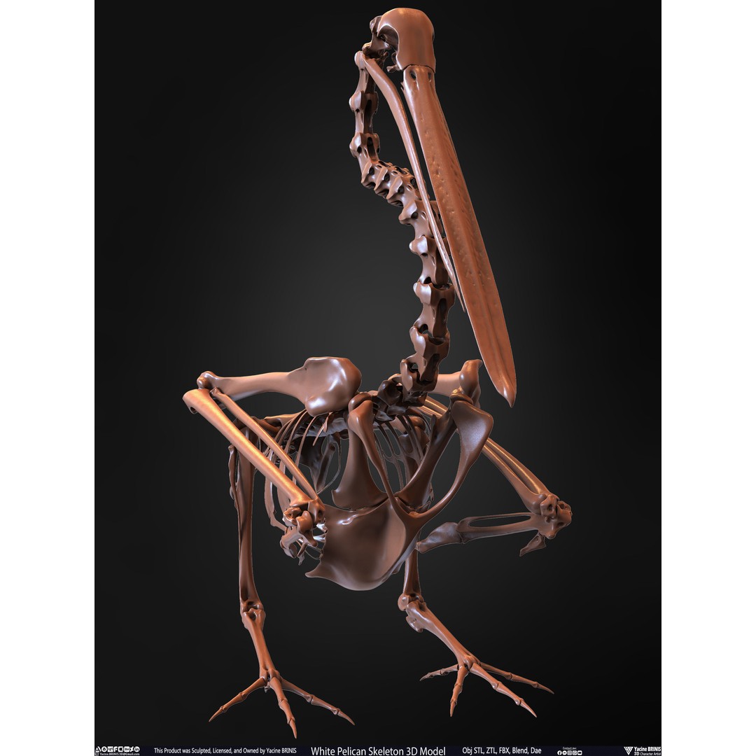 White Pelican Skeleton 3D Model – Low Poly Game Asset, FBX, OBJ - View 34
