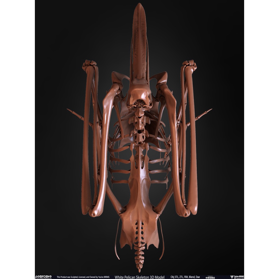 White Pelican Skeleton 3D Model – Low Poly Game Asset, FBX, OBJ - View 35