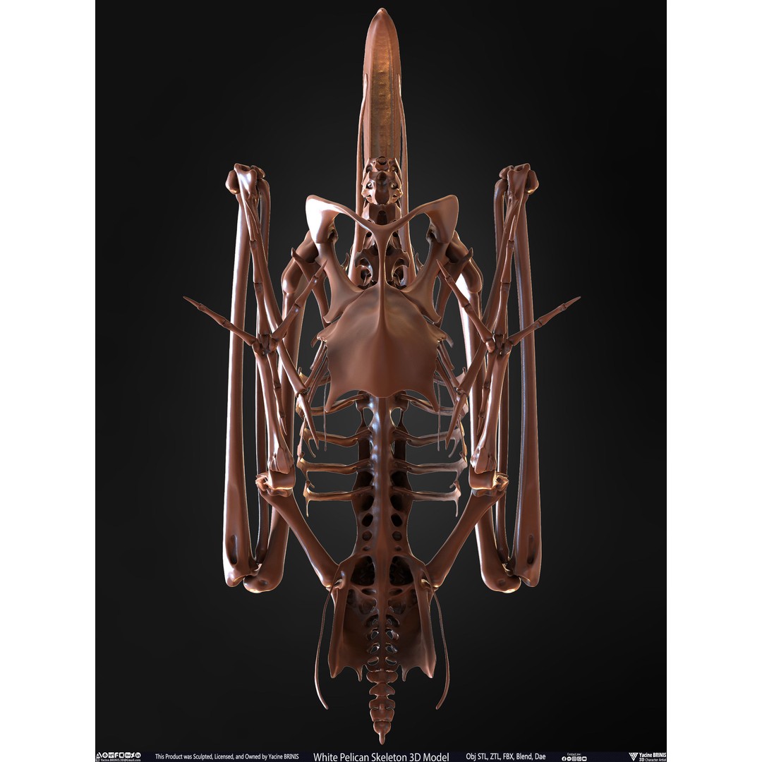 White Pelican Skeleton 3D Model – Low Poly Game Asset, FBX, OBJ - View 36