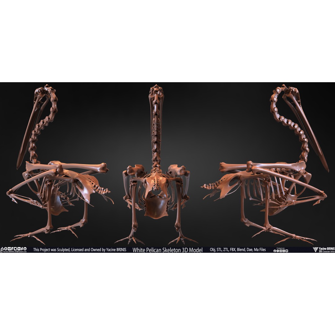 White Pelican Skeleton 3D Model – Low Poly Game Asset, FBX, OBJ - View 4