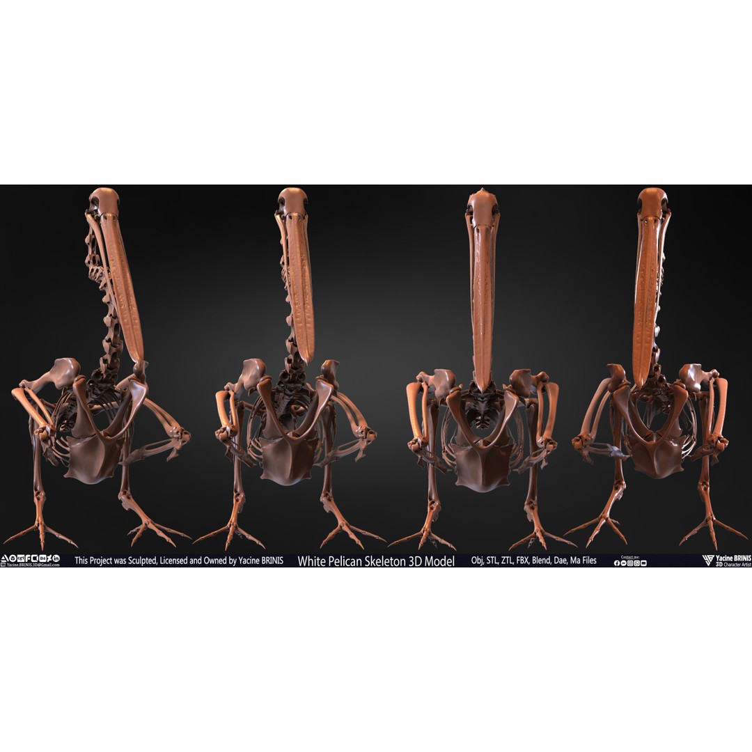 White Pelican Skeleton 3D Model – Low Poly Game Asset, FBX, OBJ - View 5