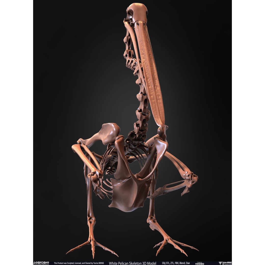 White Pelican Skeleton 3D Model – Low Poly Game Asset, FBX, OBJ - View 6