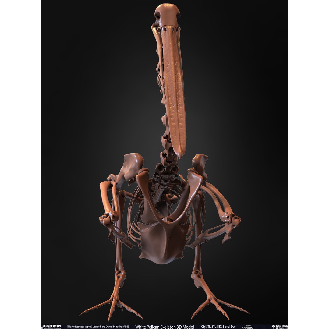White Pelican Skeleton 3D Model – Low Poly Game Asset, FBX, OBJ - View 7