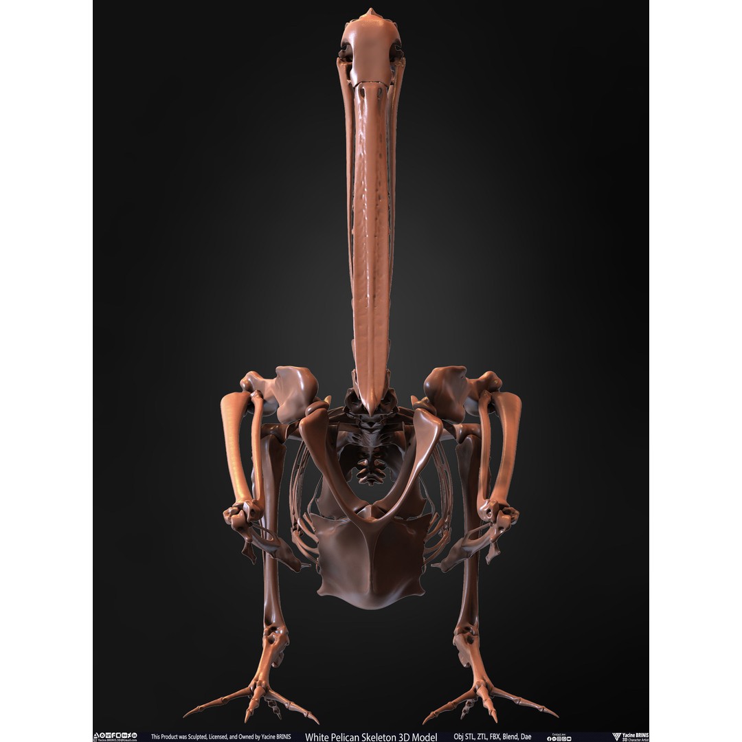 White Pelican Skeleton 3D Model – Low Poly Game Asset, FBX, OBJ - View 8