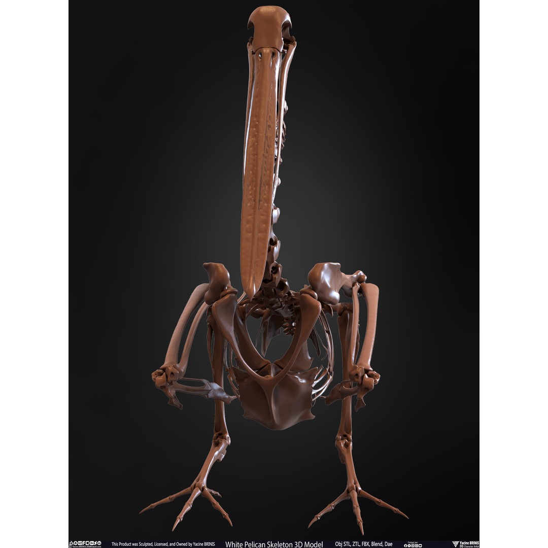 White Pelican Skeleton 3D Model – Low Poly Game Asset, FBX, OBJ - View 9