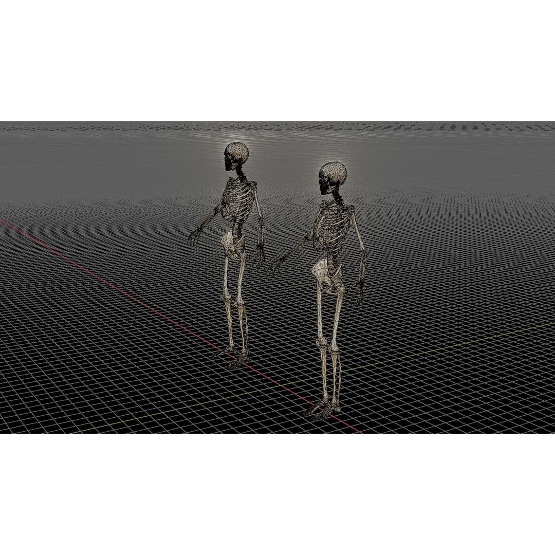 Human Skeleton 3D Model – Rigged Anatomy Asset, FBX