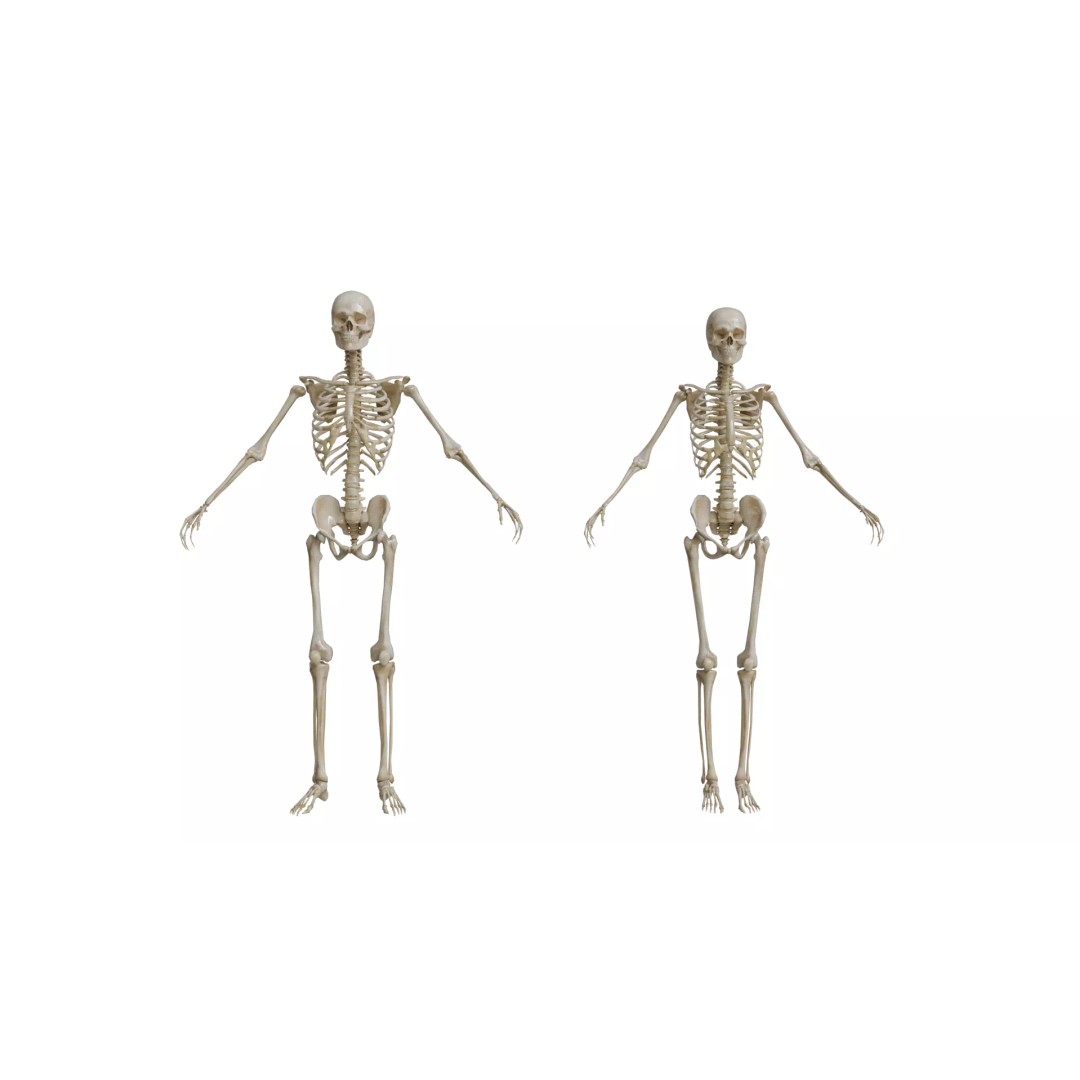 Human Skeleton 3D Model – Rigged Anatomy Asset, FBX - View 2