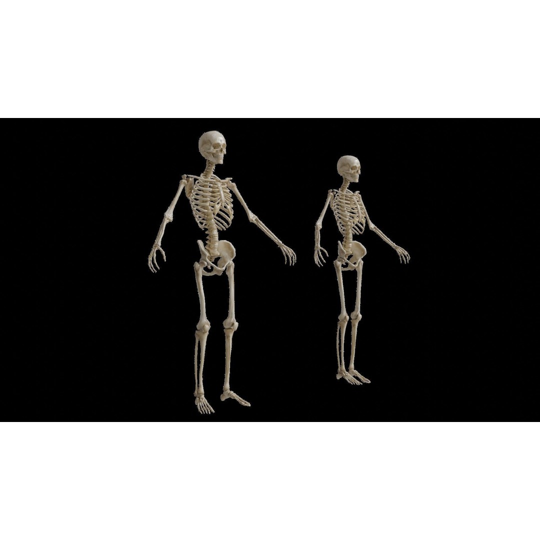 Human Skeleton 3D Model – Rigged Anatomy Asset, FBX - View 3