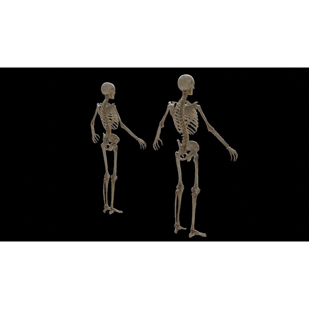 Human Skeleton 3D Model – Rigged Anatomy Asset, FBX - View 4