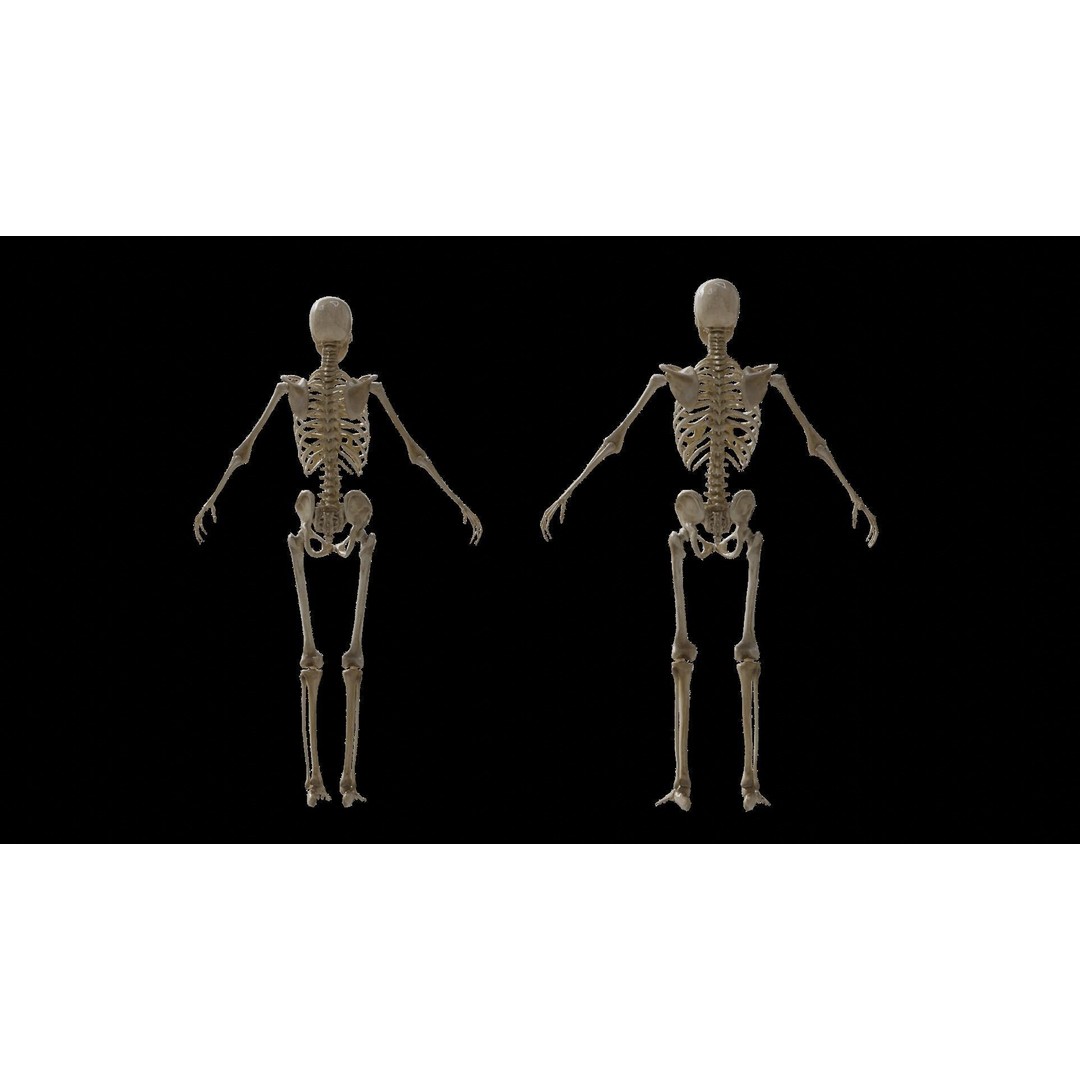 Human Skeleton 3D Model – Rigged Anatomy Asset, FBX - View 5