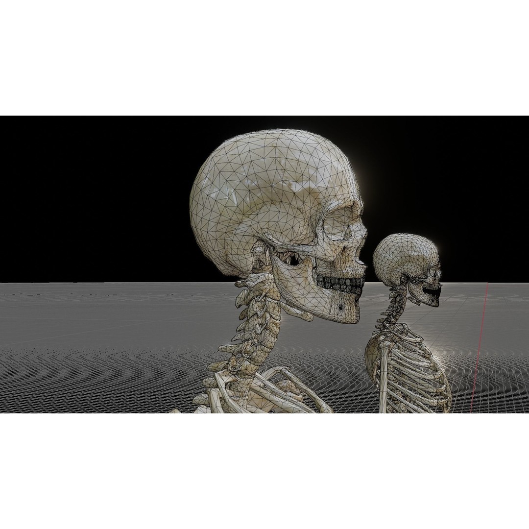 Human Skeleton 3D Model – Rigged Anatomy Asset, FBX - View 6