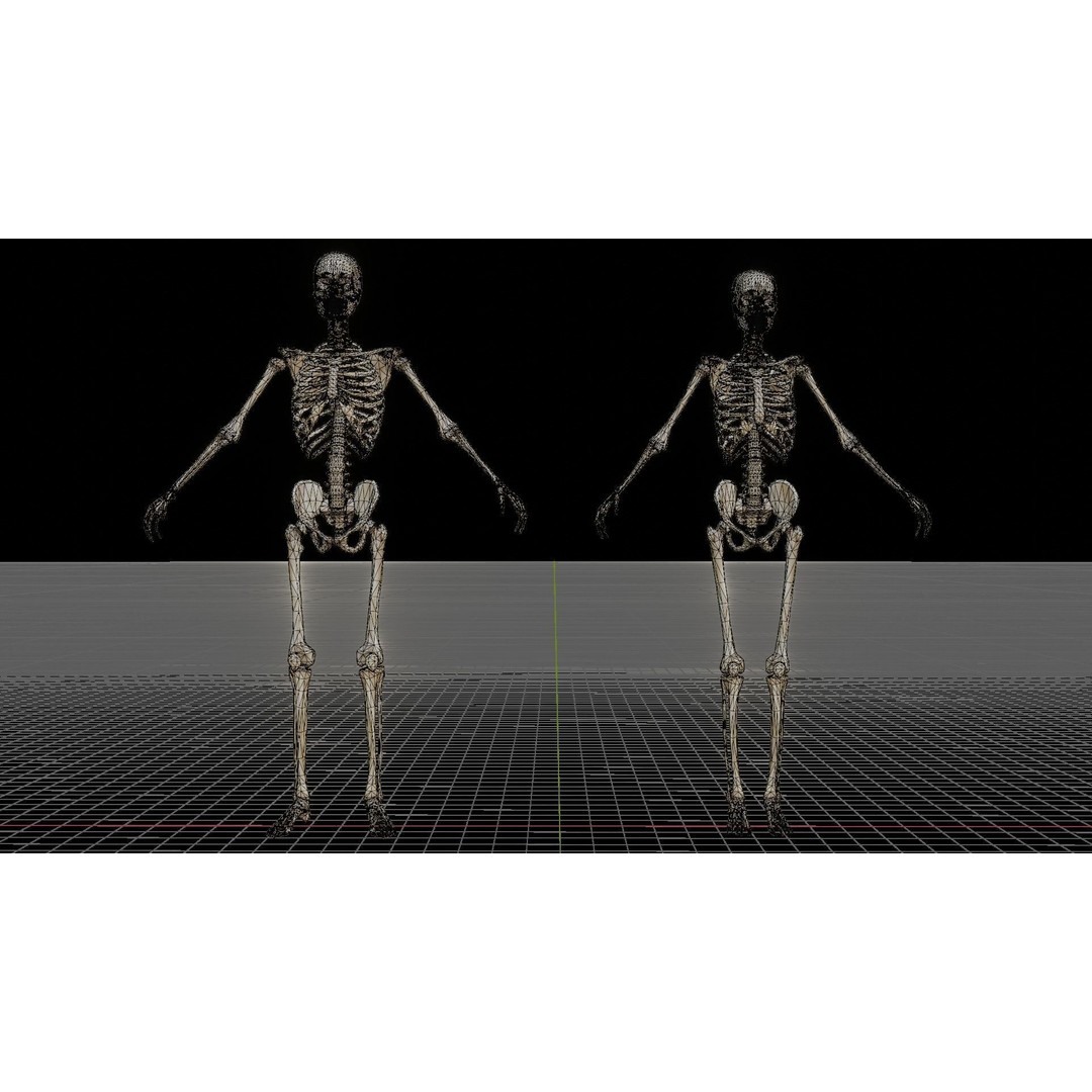 Human Skeleton 3D Model – Rigged Anatomy Asset, FBX - View 8