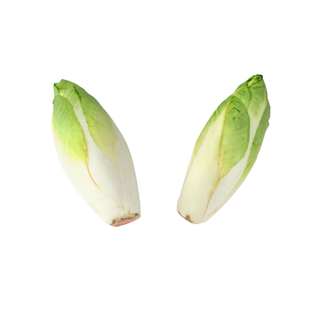 Belgian Endive 3D Model – High Poly Photogrammetry Asset, FBX/OBJ - View 8