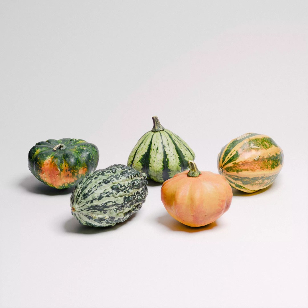 Gourds 3D Model – Photorealistic Vegetable Set with PBR Textures - View 2