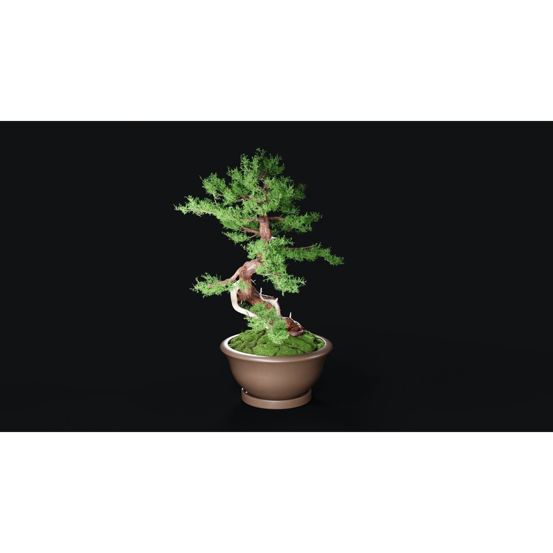 Chinese Juniper Bonsai - Low-Poly Game-Ready 3D Model - View 19