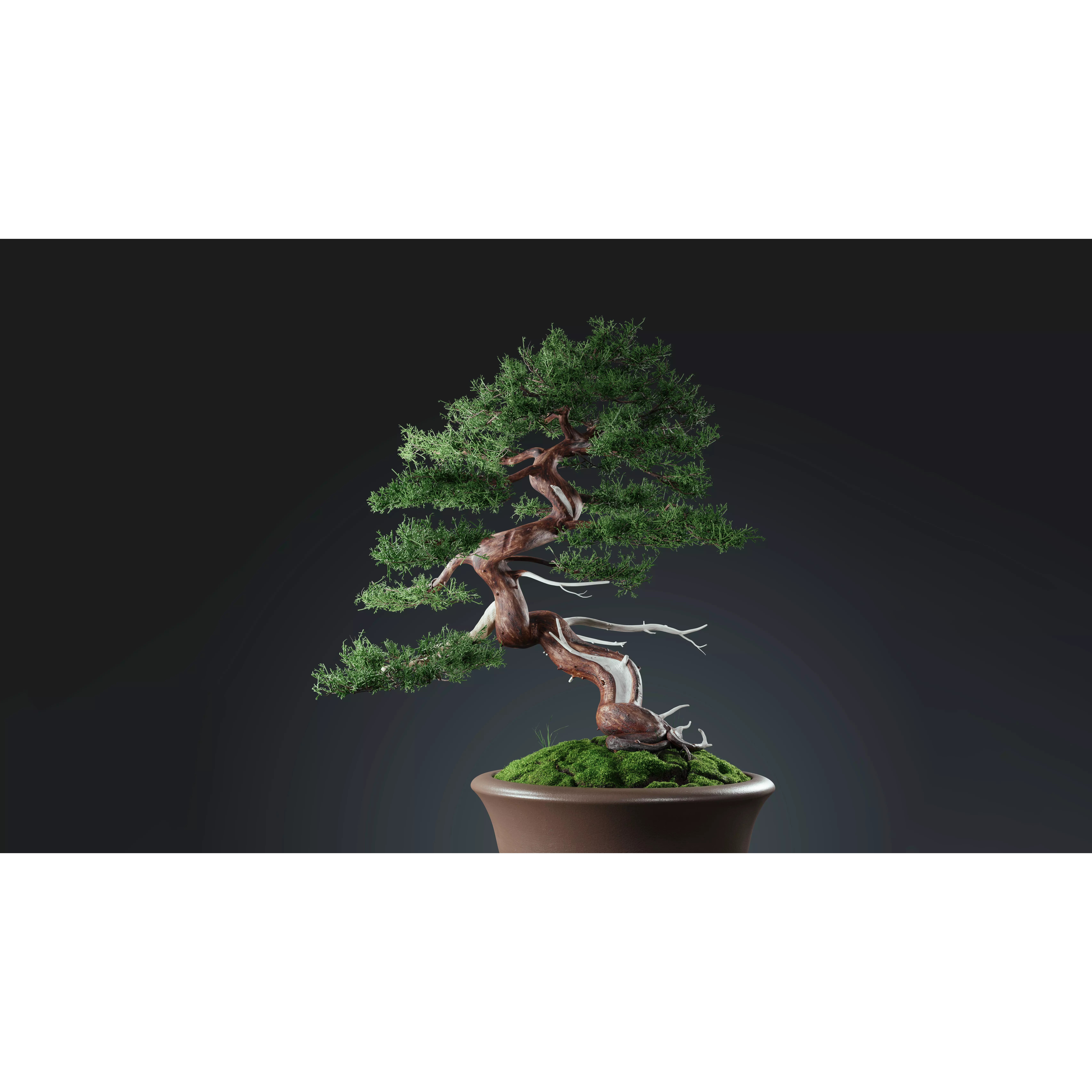 Chinese Juniper Bonsai - Low-Poly Game-Ready 3D Model - View 2