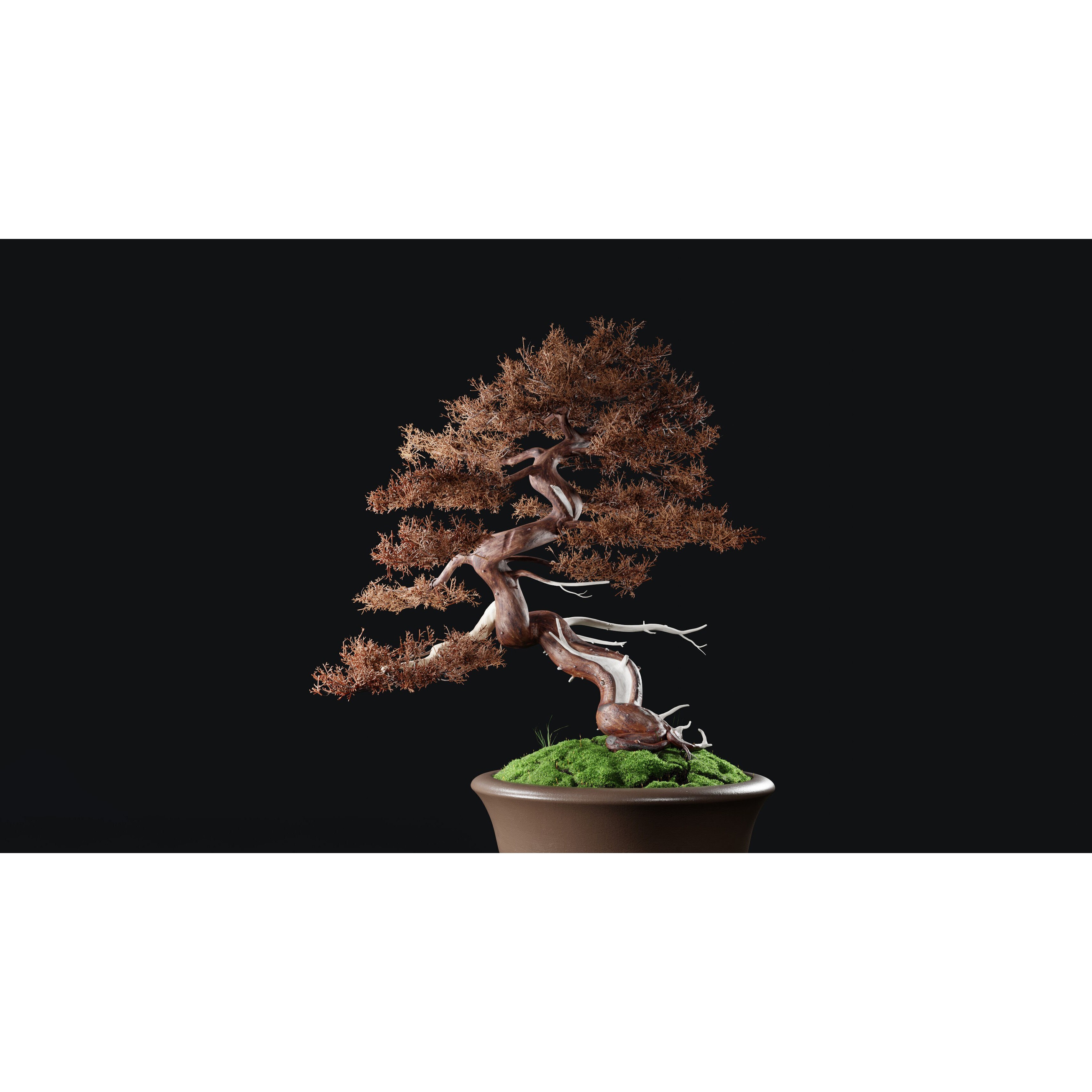 Chinese Juniper Bonsai - Low-Poly Game-Ready 3D Model - View 26