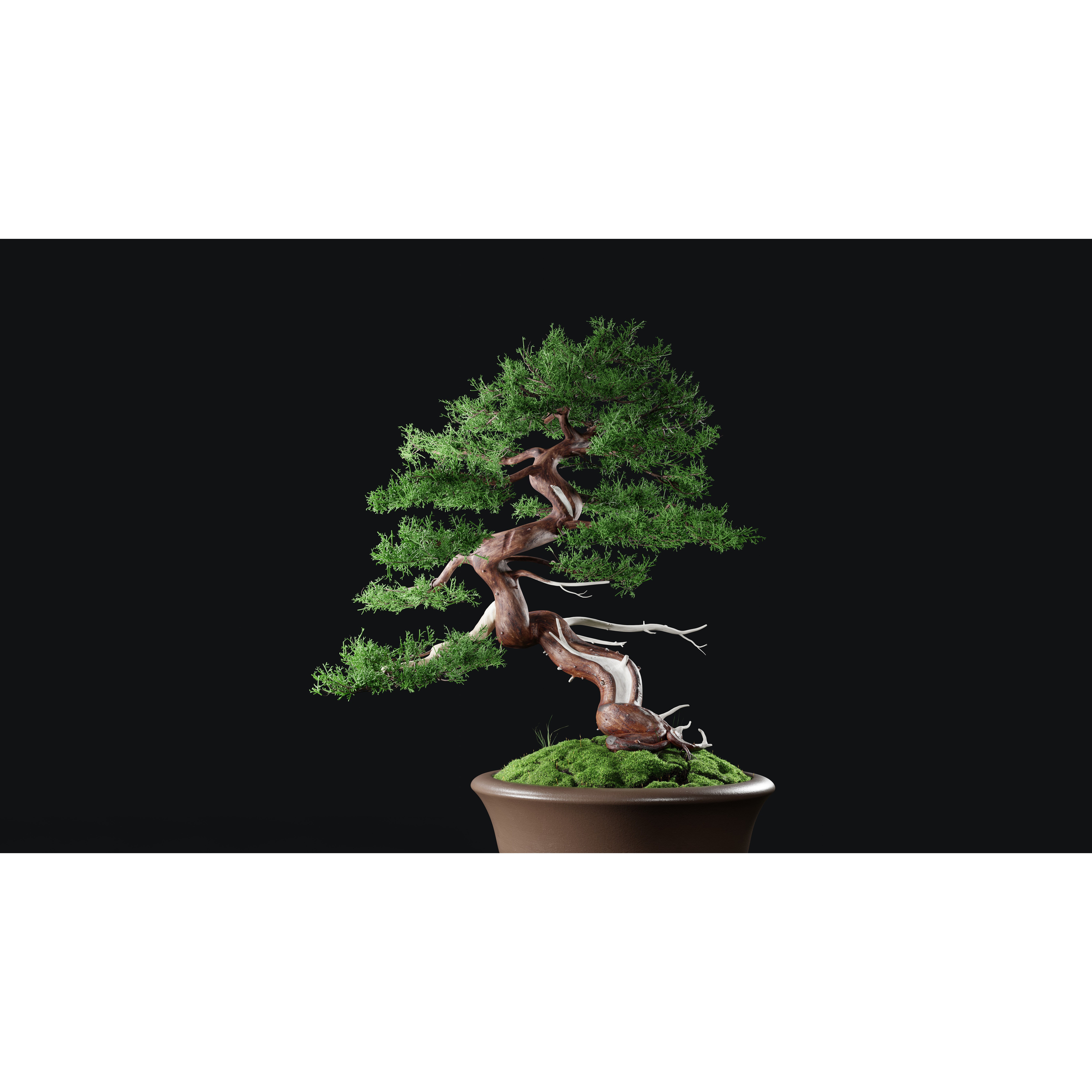 Chinese Juniper Bonsai - Low-Poly Game-Ready 3D Model - View 3