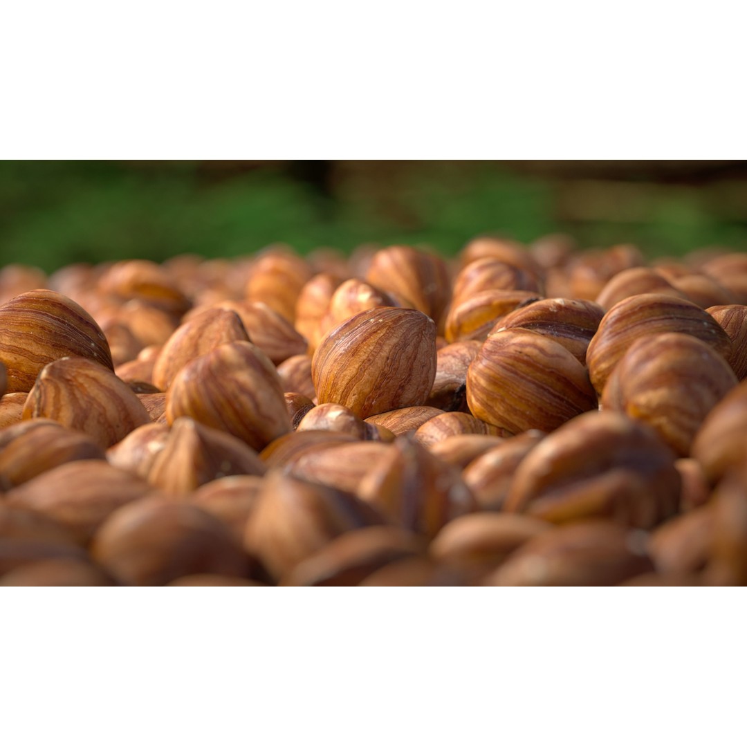Hazelnut Kernel 3D Model – Low Poly Food Asset, FBX, OBJ - View 5