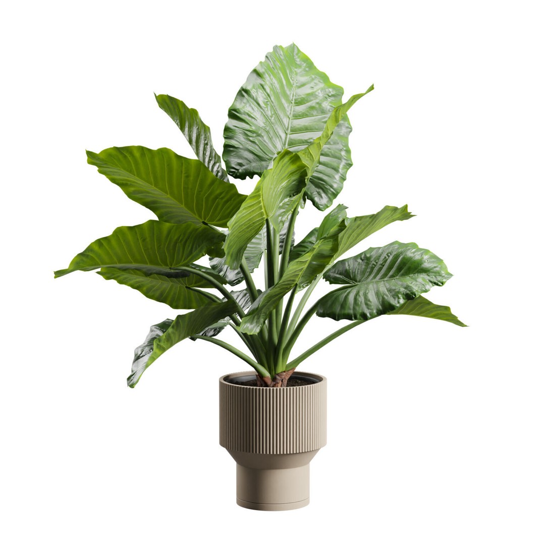 Potted Alocasia Macrorrhiza 3D Model – Tropical Houseplant, PBR Textures