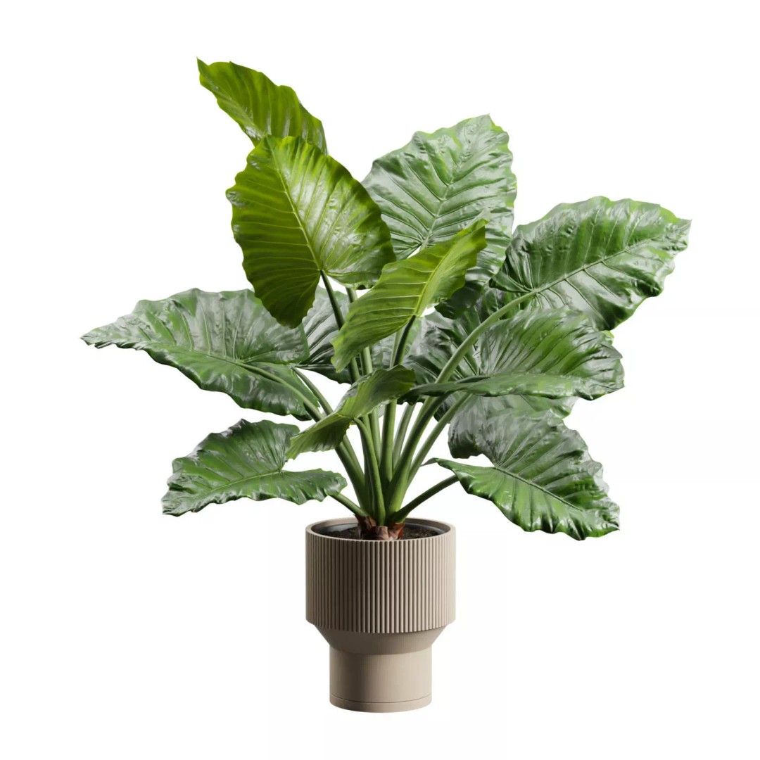 Potted Alocasia Macrorrhiza 3D Model – Tropical Houseplant, PBR Textures - View 2