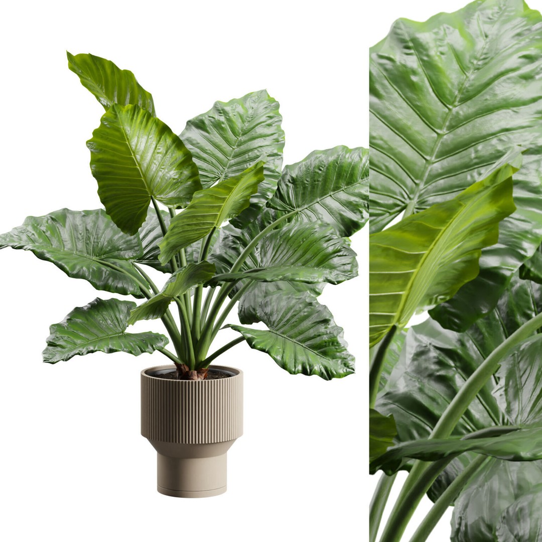 Potted Alocasia Macrorrhiza 3D Model – Tropical Houseplant, PBR Textures - View 3