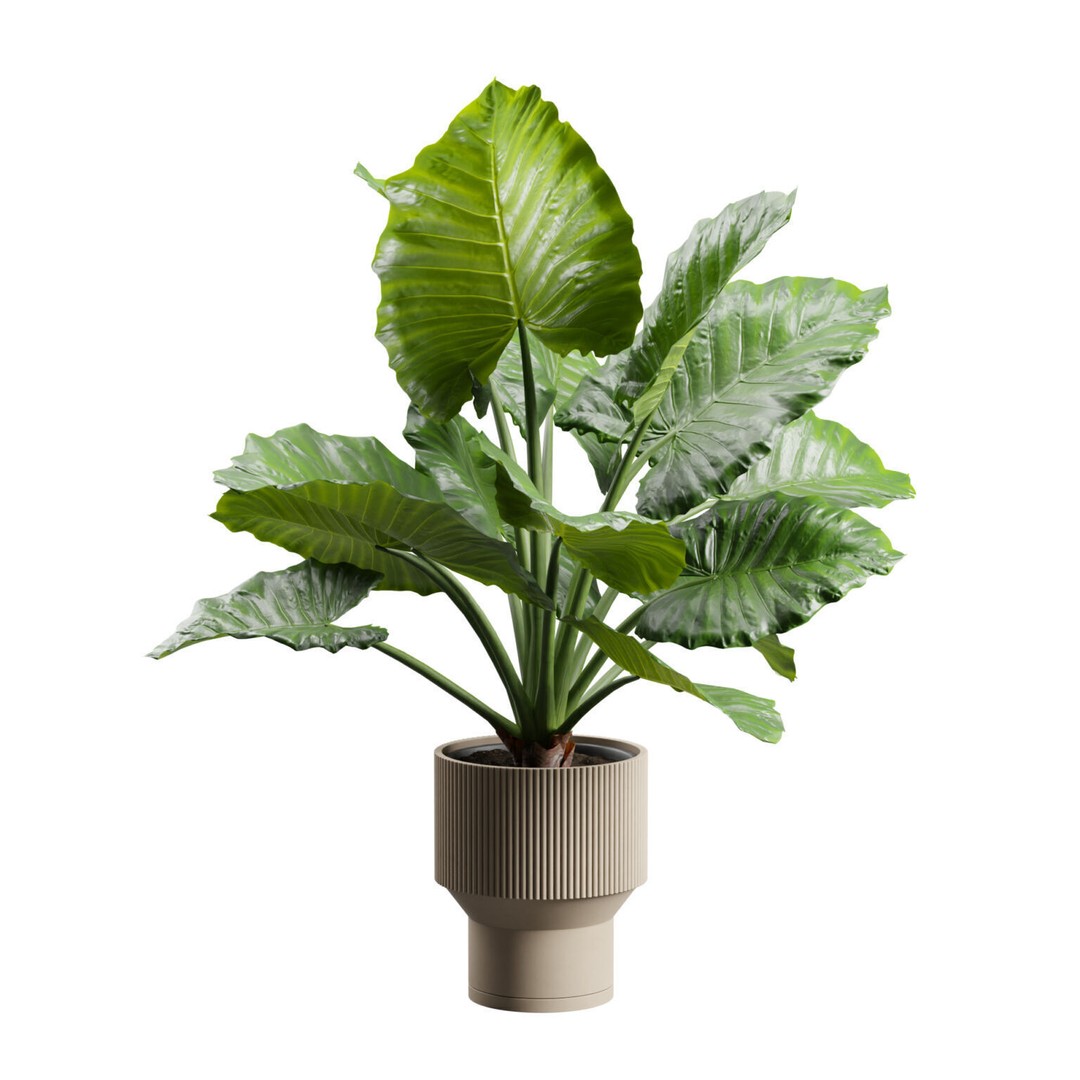 Potted Alocasia Macrorrhiza 3D Model – Tropical Houseplant, PBR Textures - View 5