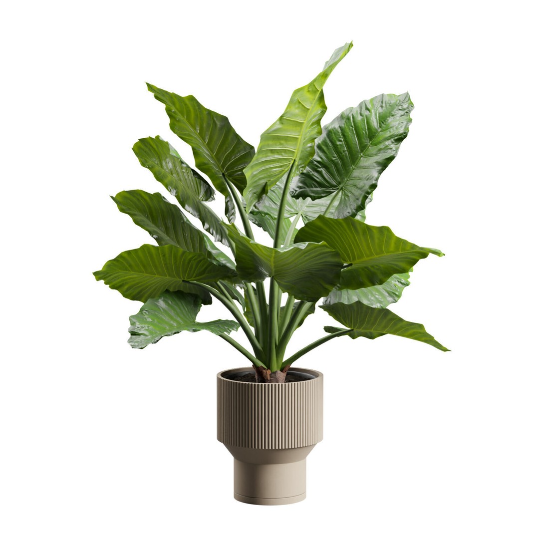 Potted Alocasia Macrorrhiza 3D Model – Tropical Houseplant, PBR Textures - View 6
