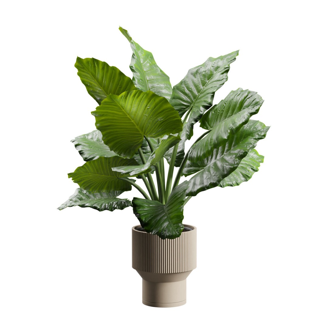 Potted Alocasia Macrorrhiza 3D Model – Tropical Houseplant, PBR Textures - View 7