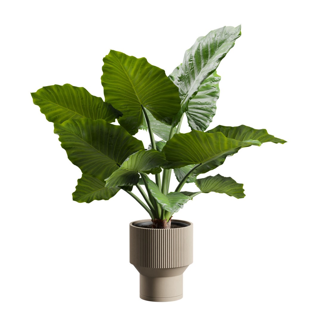 Potted Alocasia Macrorrhiza 3D Model – Tropical Houseplant, PBR Textures - View 8