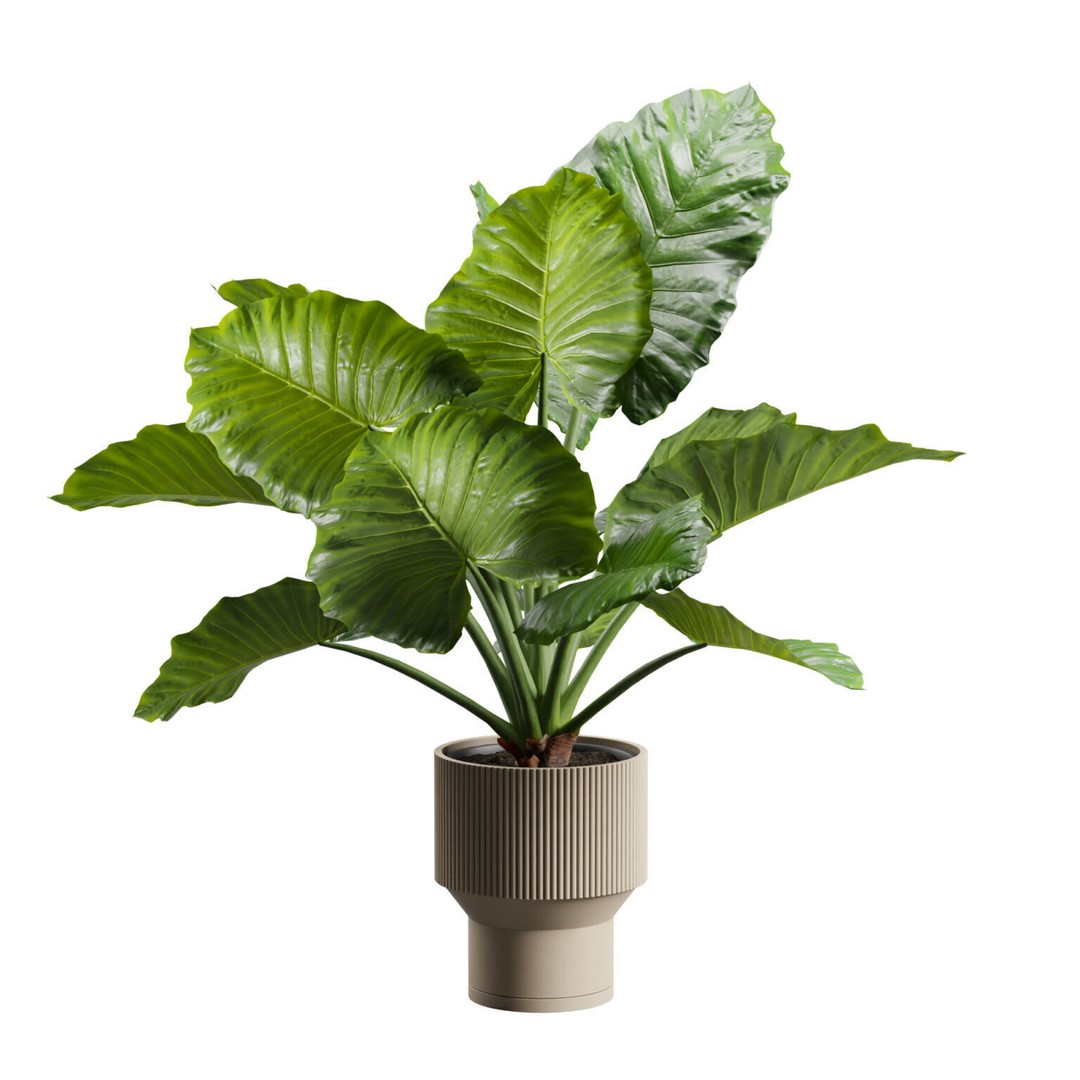 Potted Alocasia Macrorrhiza 3D Model – Tropical Houseplant, PBR Textures - View 9