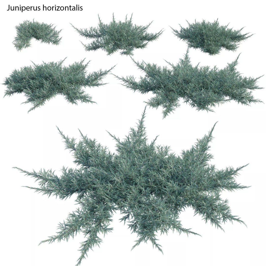 Creeping Juniper 3D Model – PBR Plant Asset, FBX Format - View 2