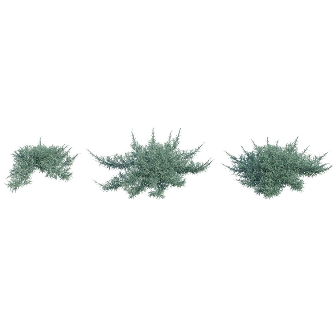 Creeping Juniper 3D Model – PBR Plant Asset, FBX Format - View 4