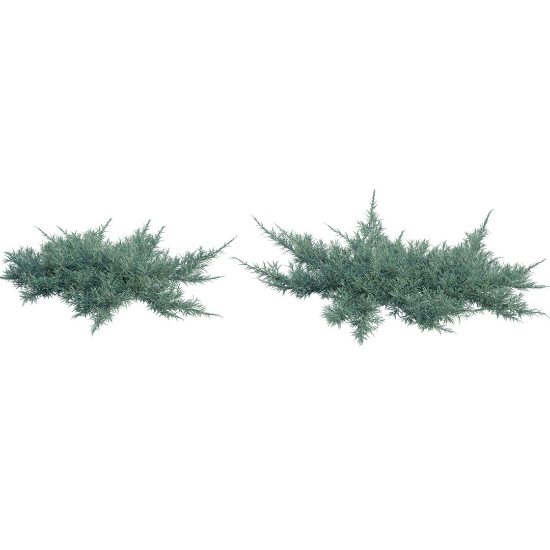 Creeping Juniper 3D Model – PBR Plant Asset, FBX Format - View 5